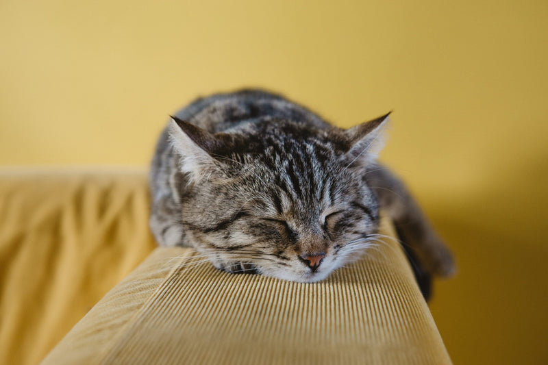 Sleep Hygiene