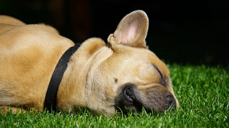 Snoring