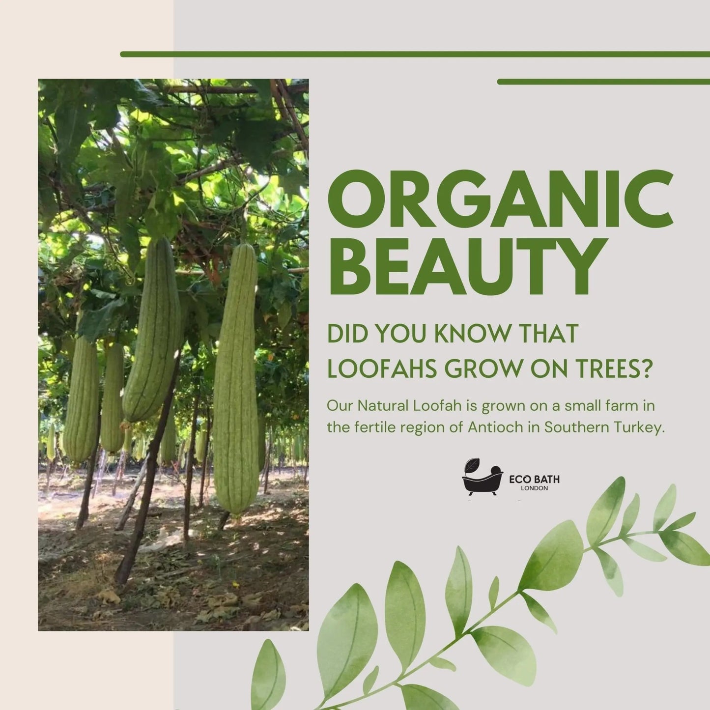 Natural Loofah Brush - Premium Loofah Body Brush with Handle Eco Bath London