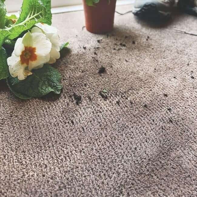 Washable Soft Pet Mat and Runner The Rugs