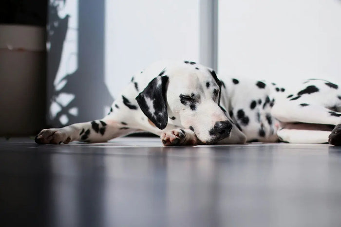 Dalmatian sleeping on hardwood floor