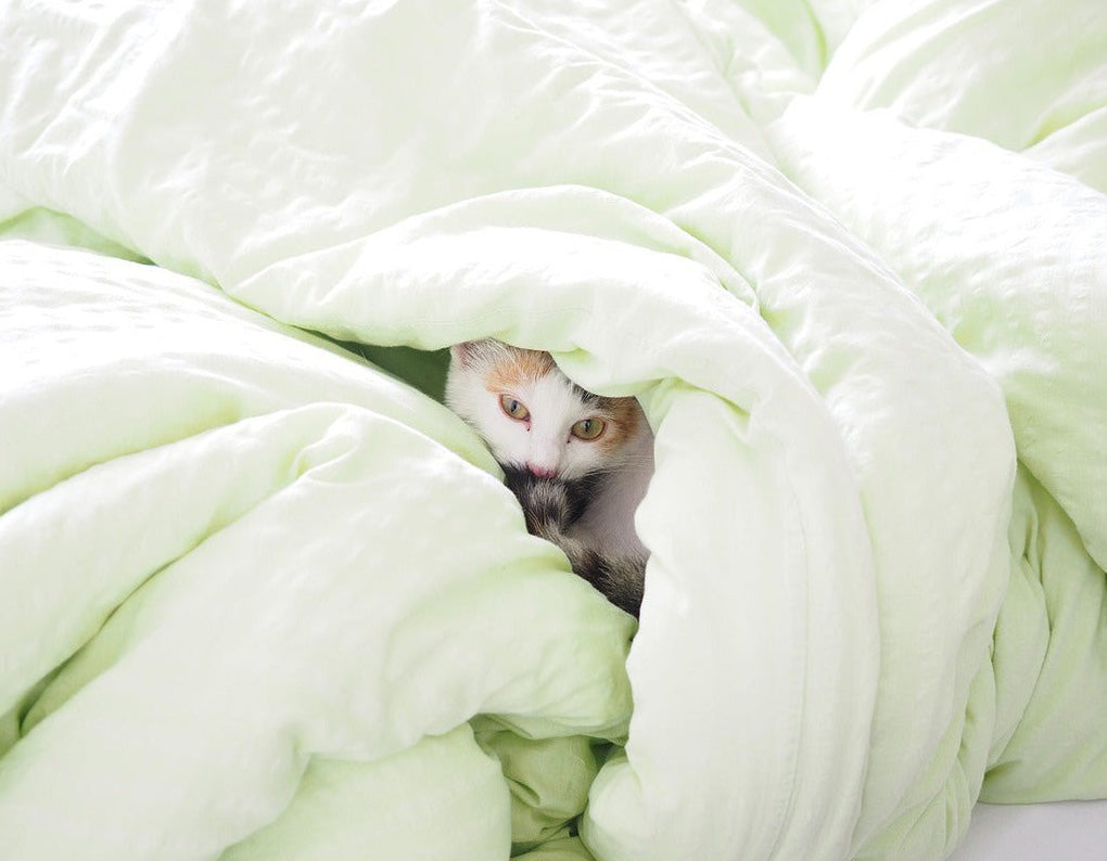 cosy cat wrapped in green duvet