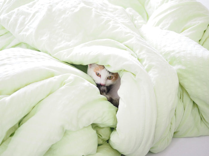 cosy cat wrapped in green duvet