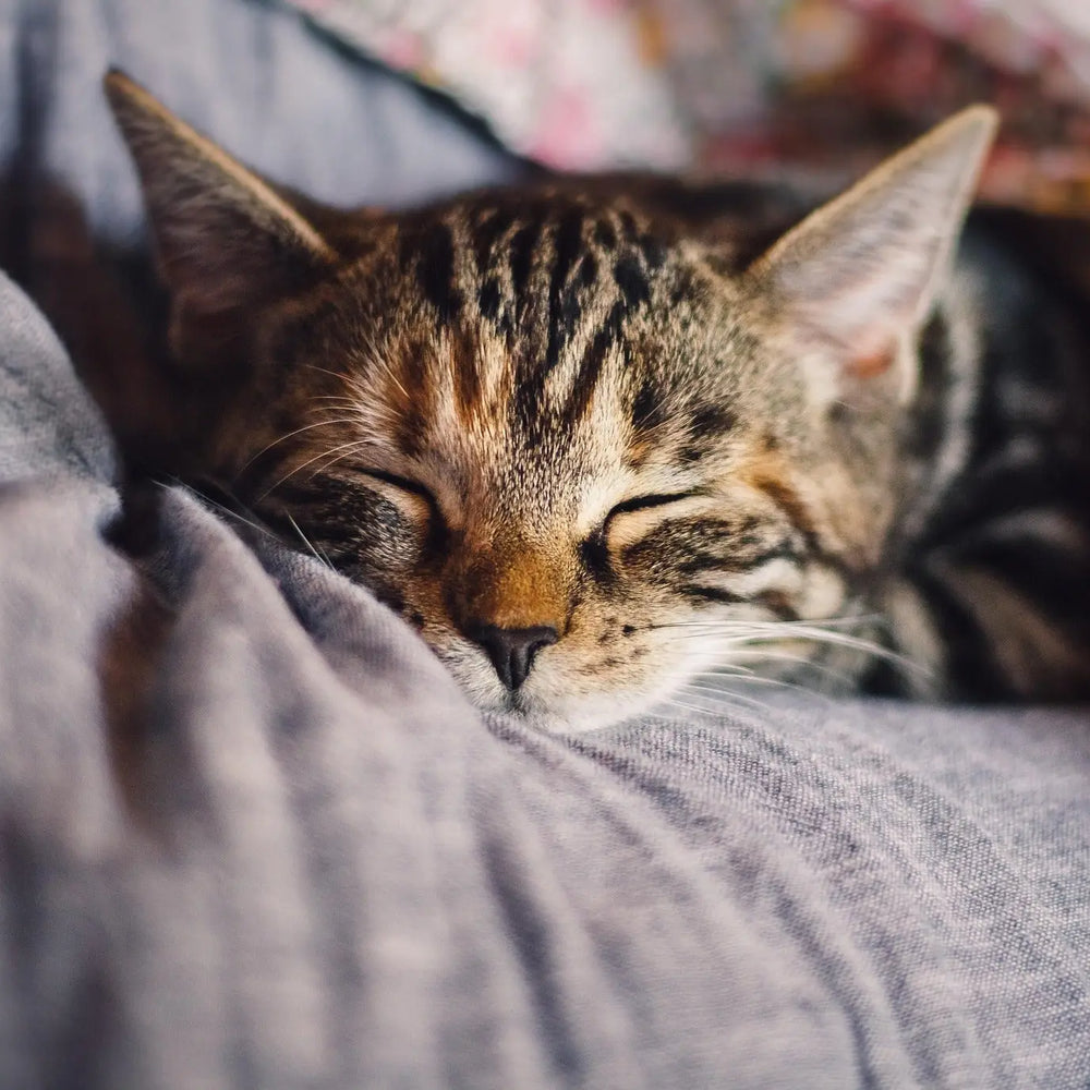 tabby kitten sleeping