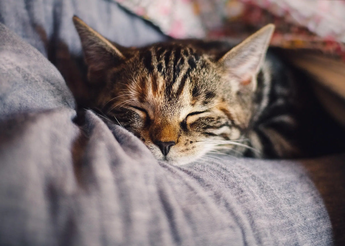 tabby kitten sleeping