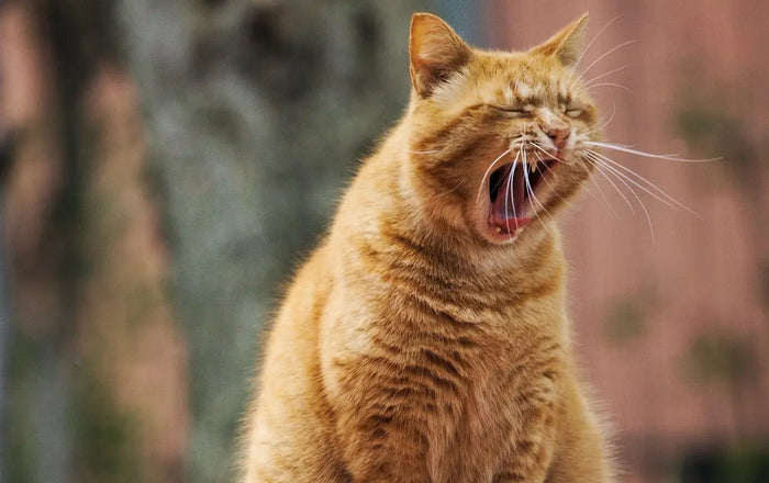 a tired orange cat yawning