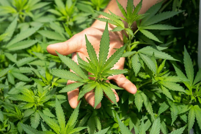 A hand lifting a cannabis plant