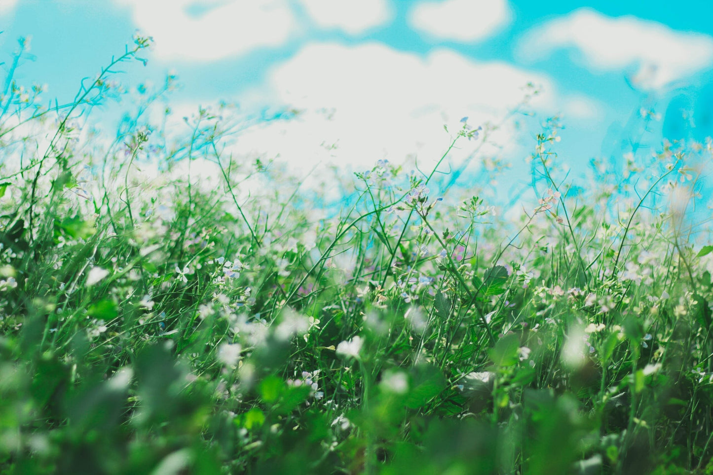 Allergies