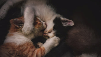 Sleeping Together