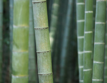 Bamboo