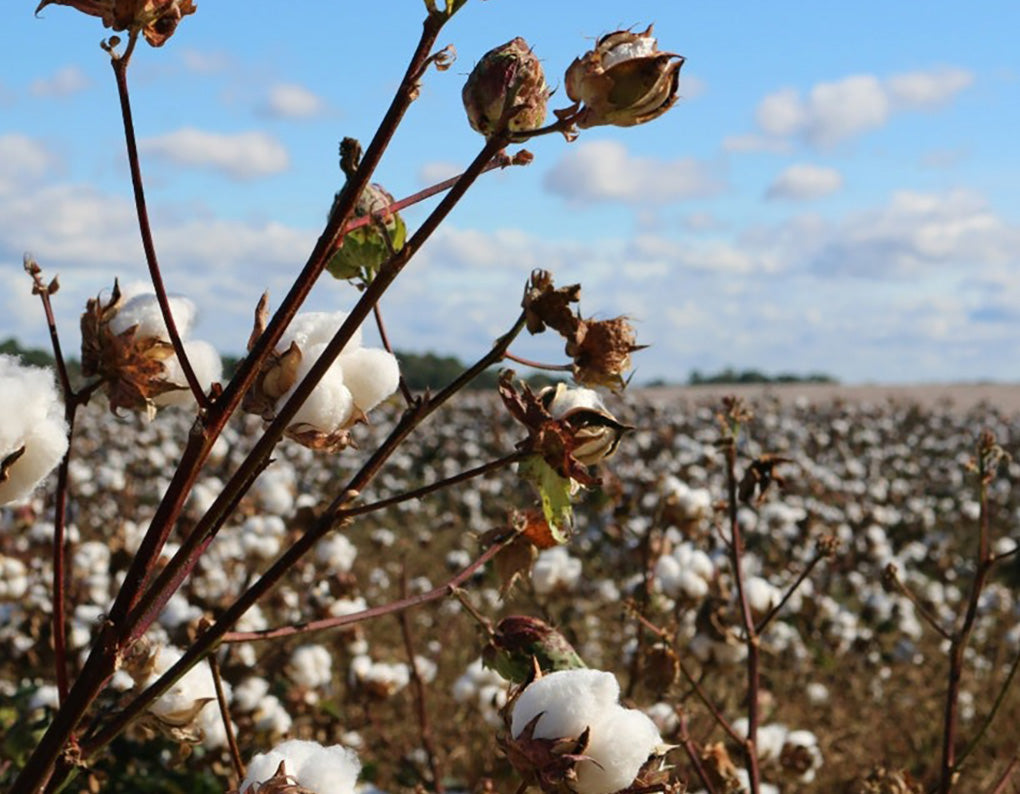 A cotton plant in a cotton field.