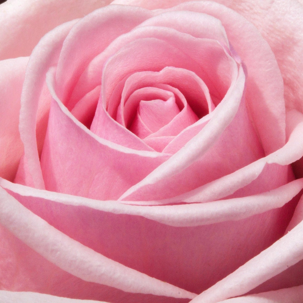 close up of pink rose