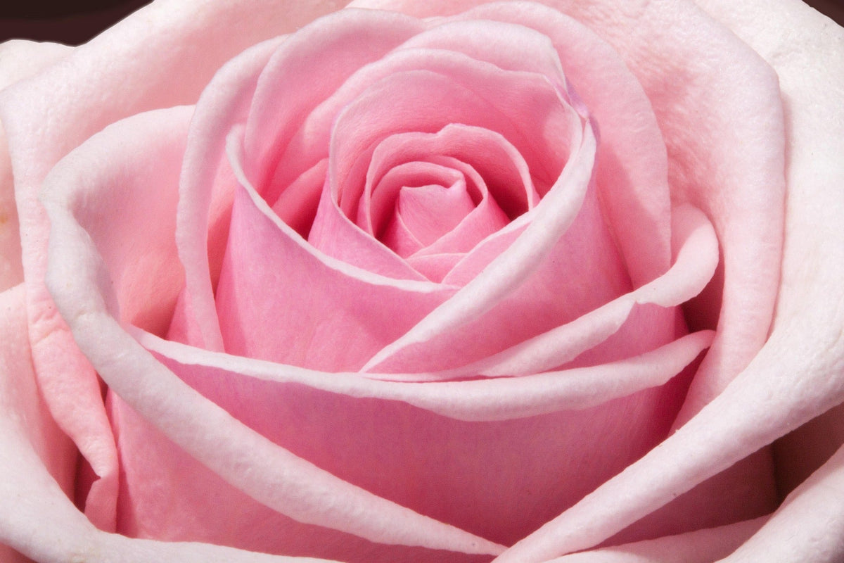 close up of pink rose