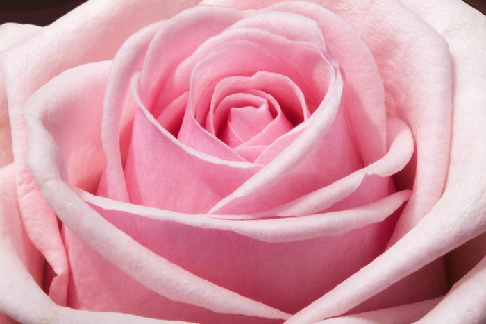 close up of pink rose