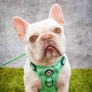PupClub-Couture Myza