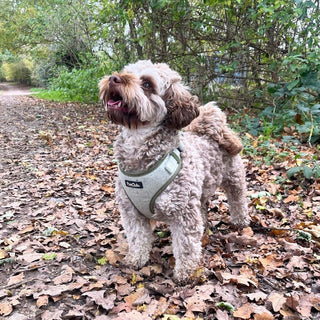 Dog-Harnesses Myza
