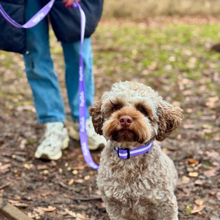 Dog-Collars Myza
