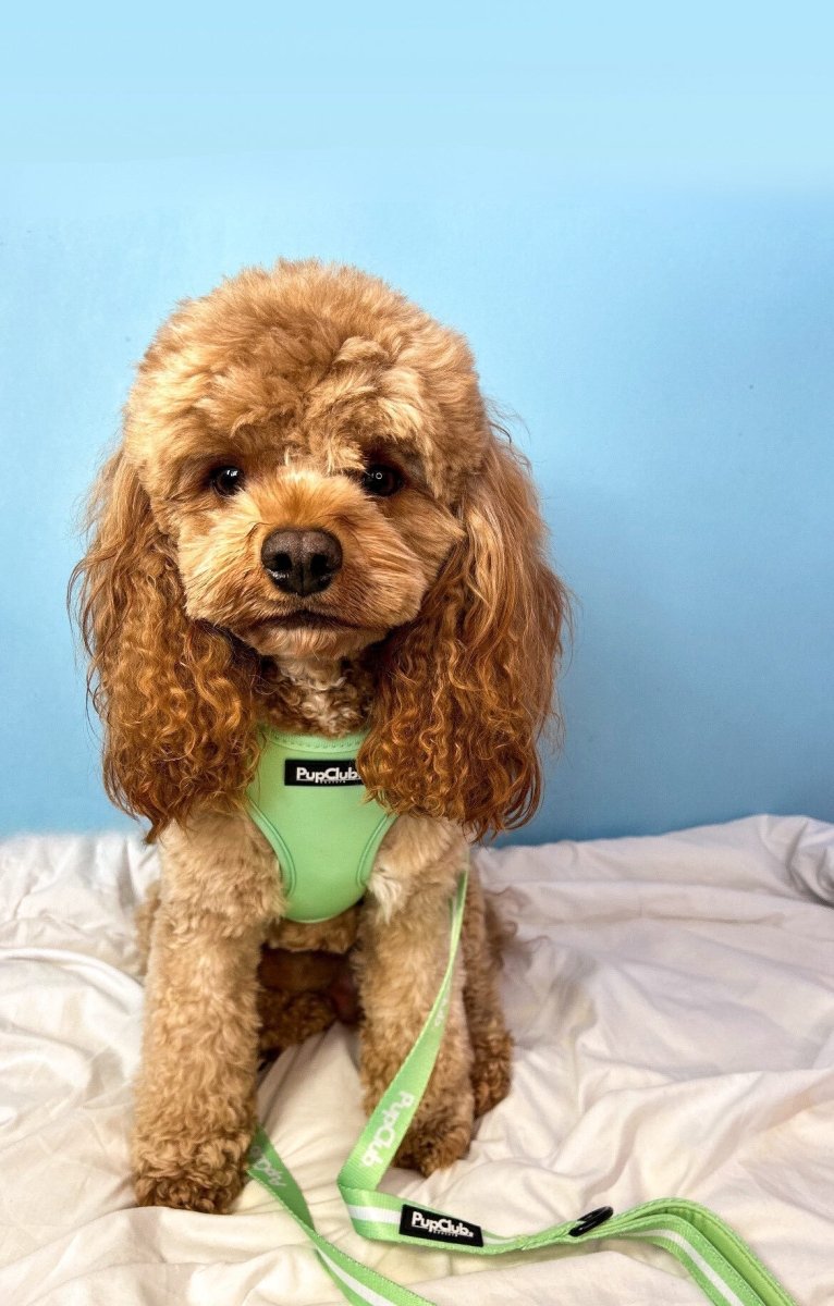 Lead - Pastel Green PupClub Couture