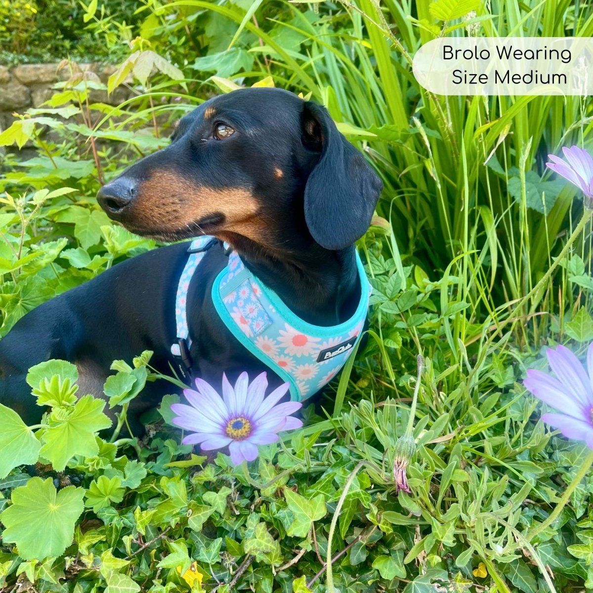 Adjustable Harness - Pastel Daisy PupClub Couture