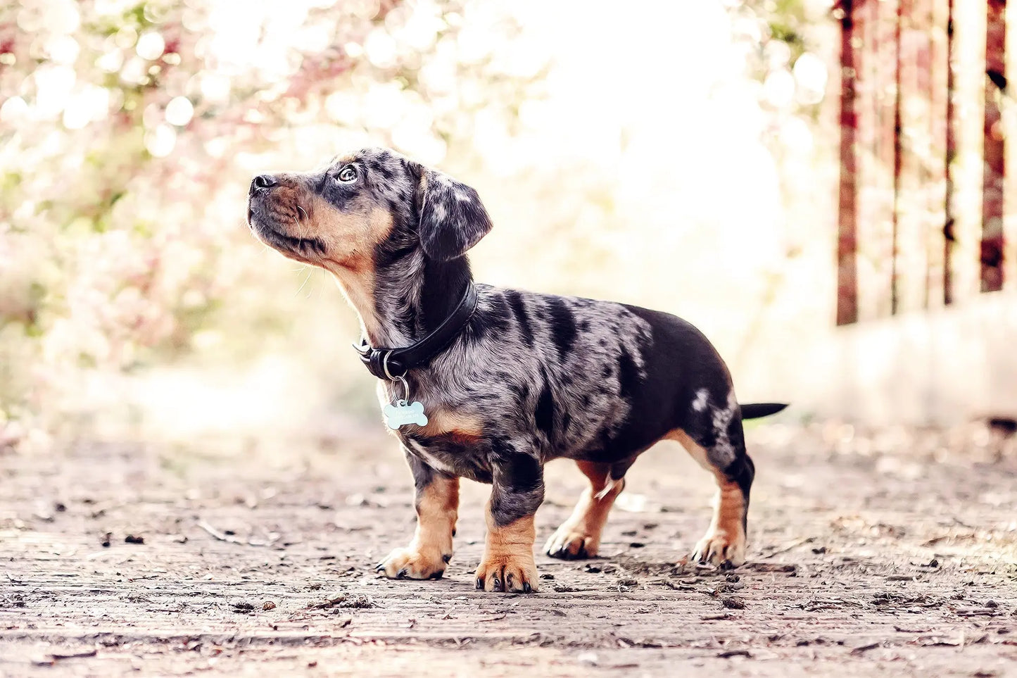 Black Leather Dog Collar Ralph & Co