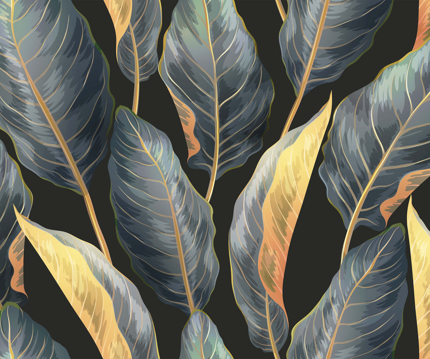 Calathea Bobbi Beck