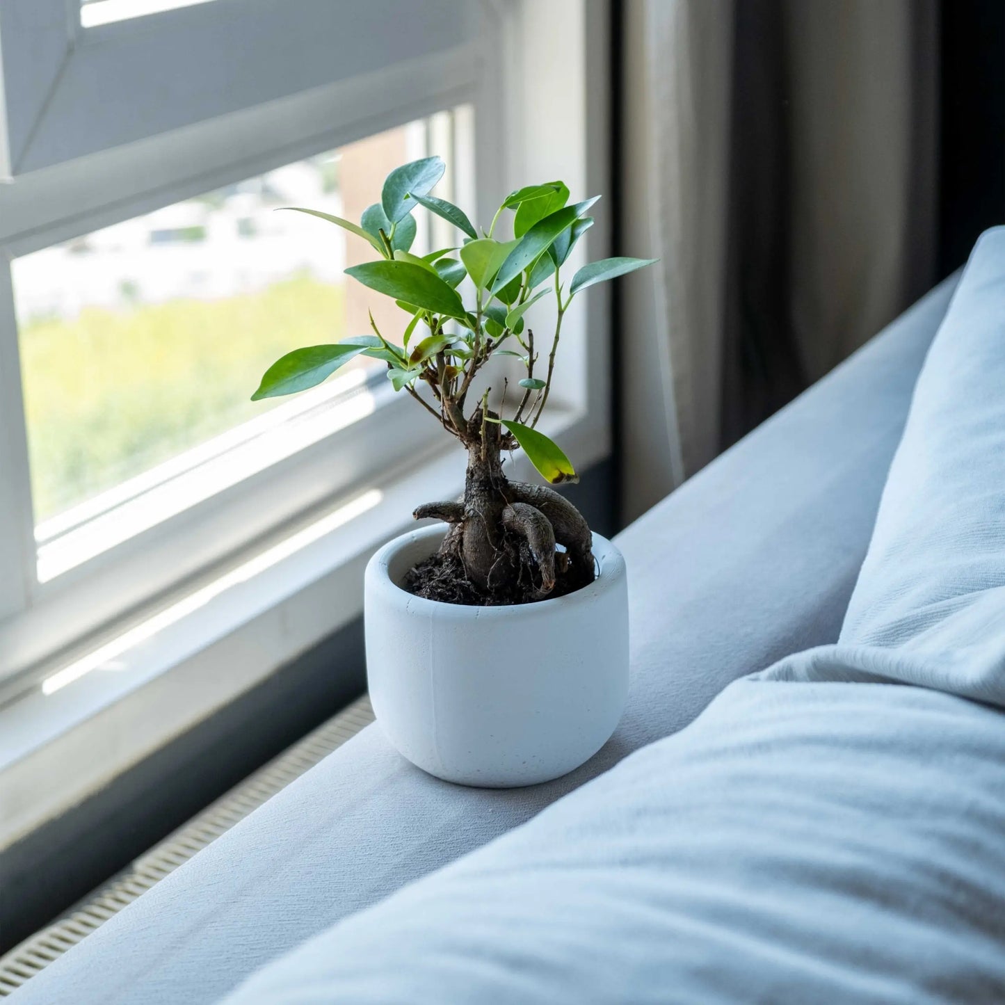 Concrete Big Dolphin Pot Gloria Home