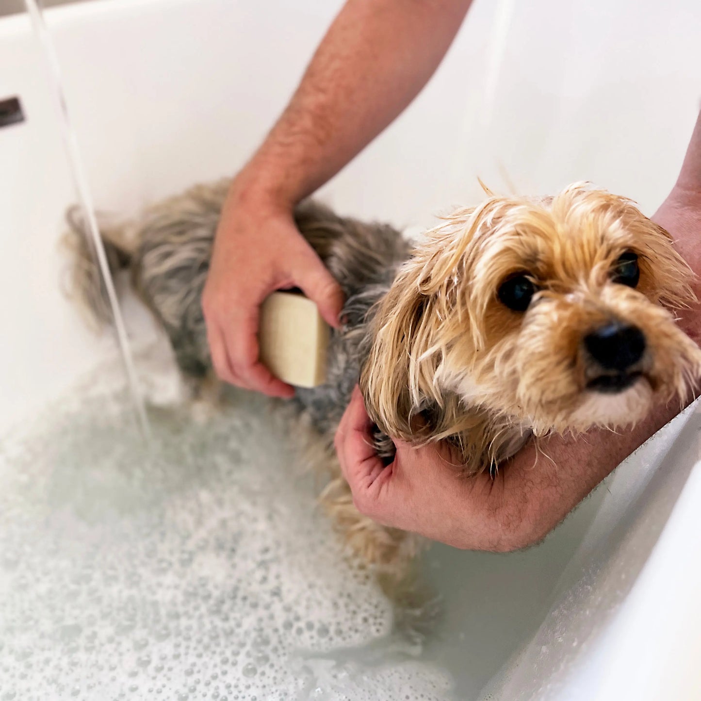Dog Shampoo Bar - 100% Natural, Vegan & Palm oil-free Shampoo Bar for Dogs Paper Plane