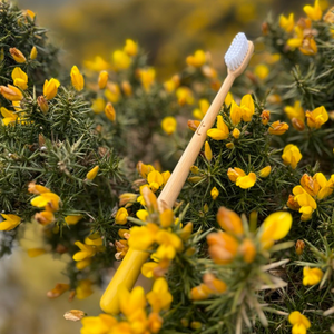 Gorse Yellow