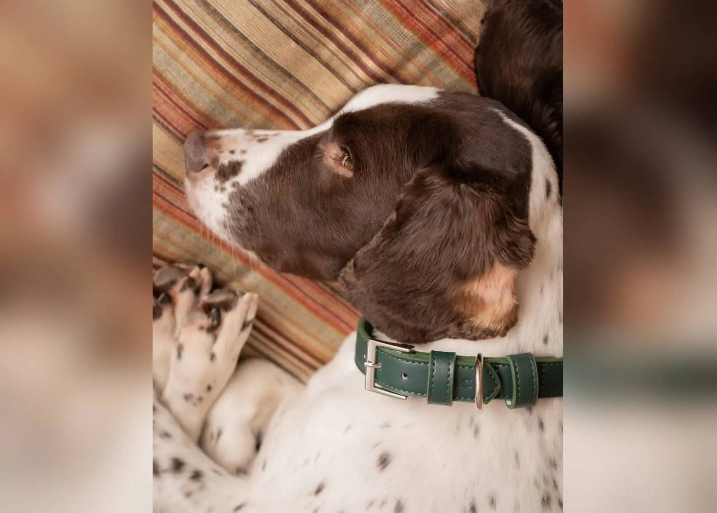 Green Leather Dog Collar Ralph & Co
