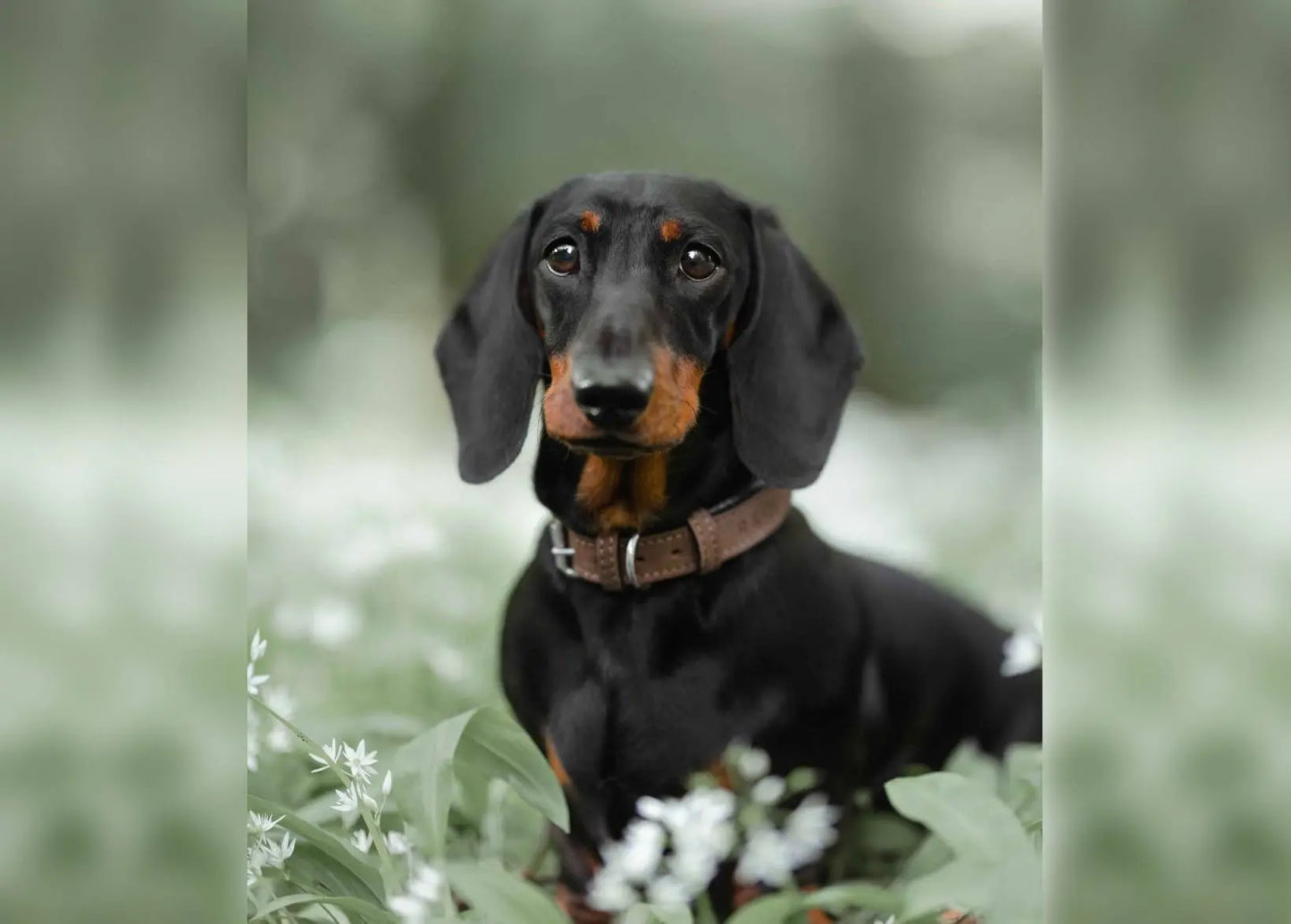 Herringbone & Leather Collar - Lincoln Ralph & Co