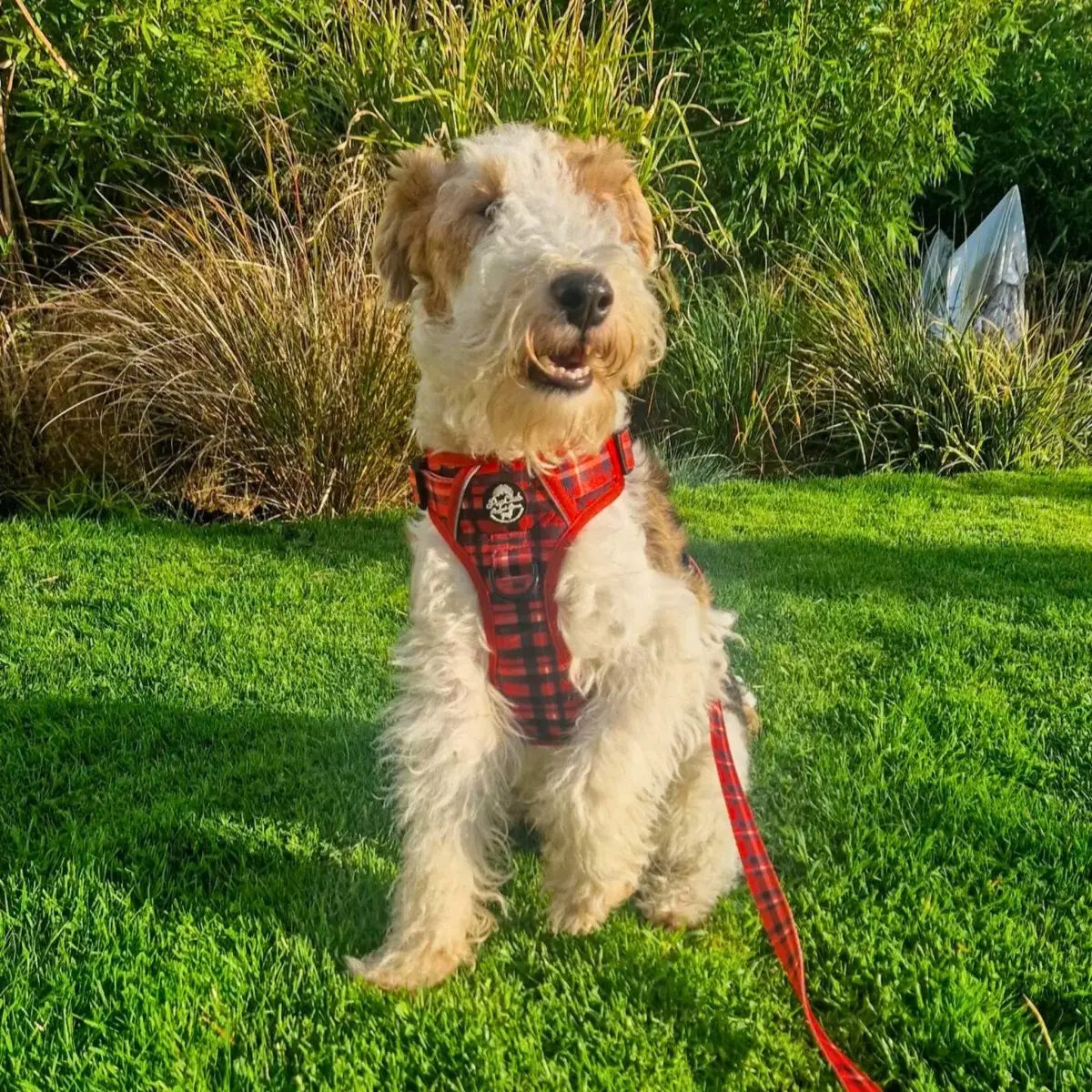 Lead - Red Tartan PupClub Couture