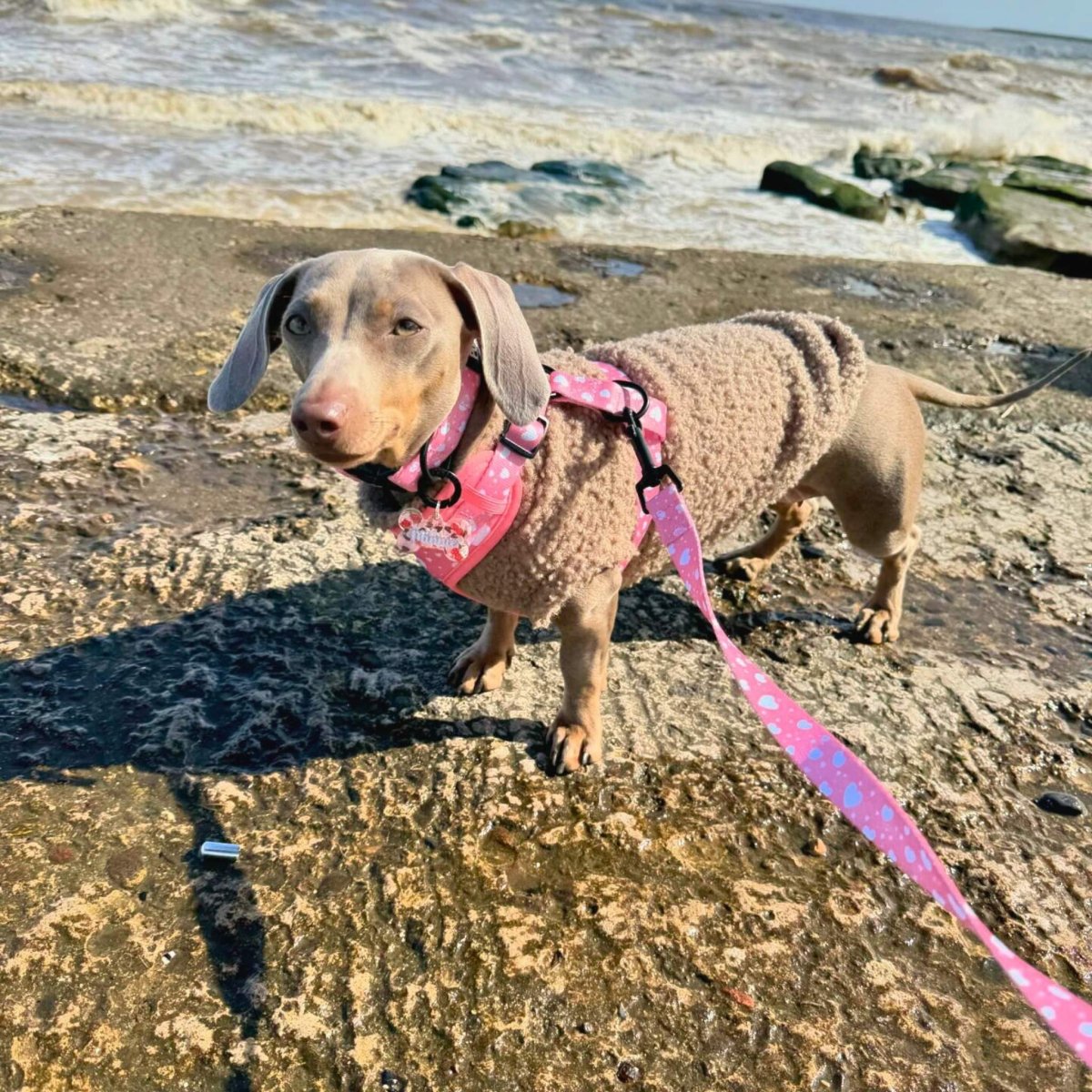 Lead - Peachy Hearts PupClub Couture