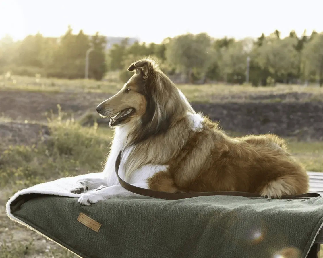 Luxury Washable Green Dog Blanket | Richmond Ralph & Co
