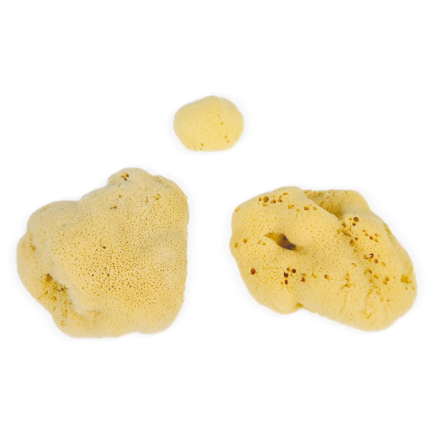 Natural Sea Sponges (3-20 cm) - Sustainably Harvested Exfoliating Bath Sponges Eco Bath London