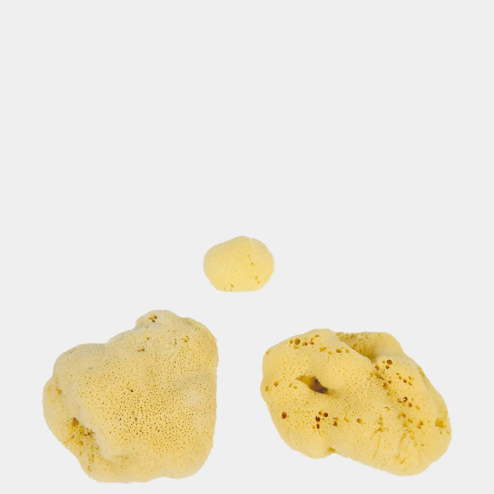 Natural Sea Sponges (3-20 cm) - Sustainably Harvested Exfoliating Bath Sponges Eco Bath London