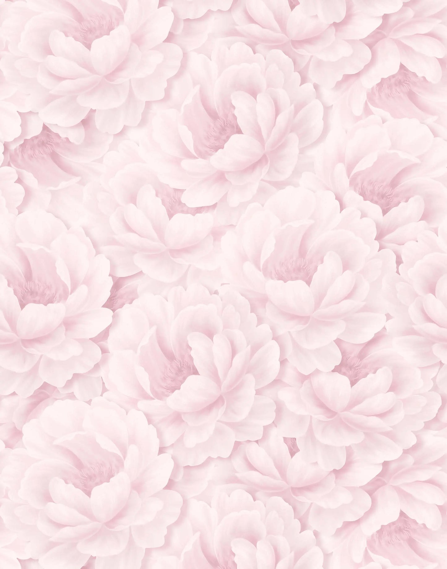 Paeonia Bobbi Beck