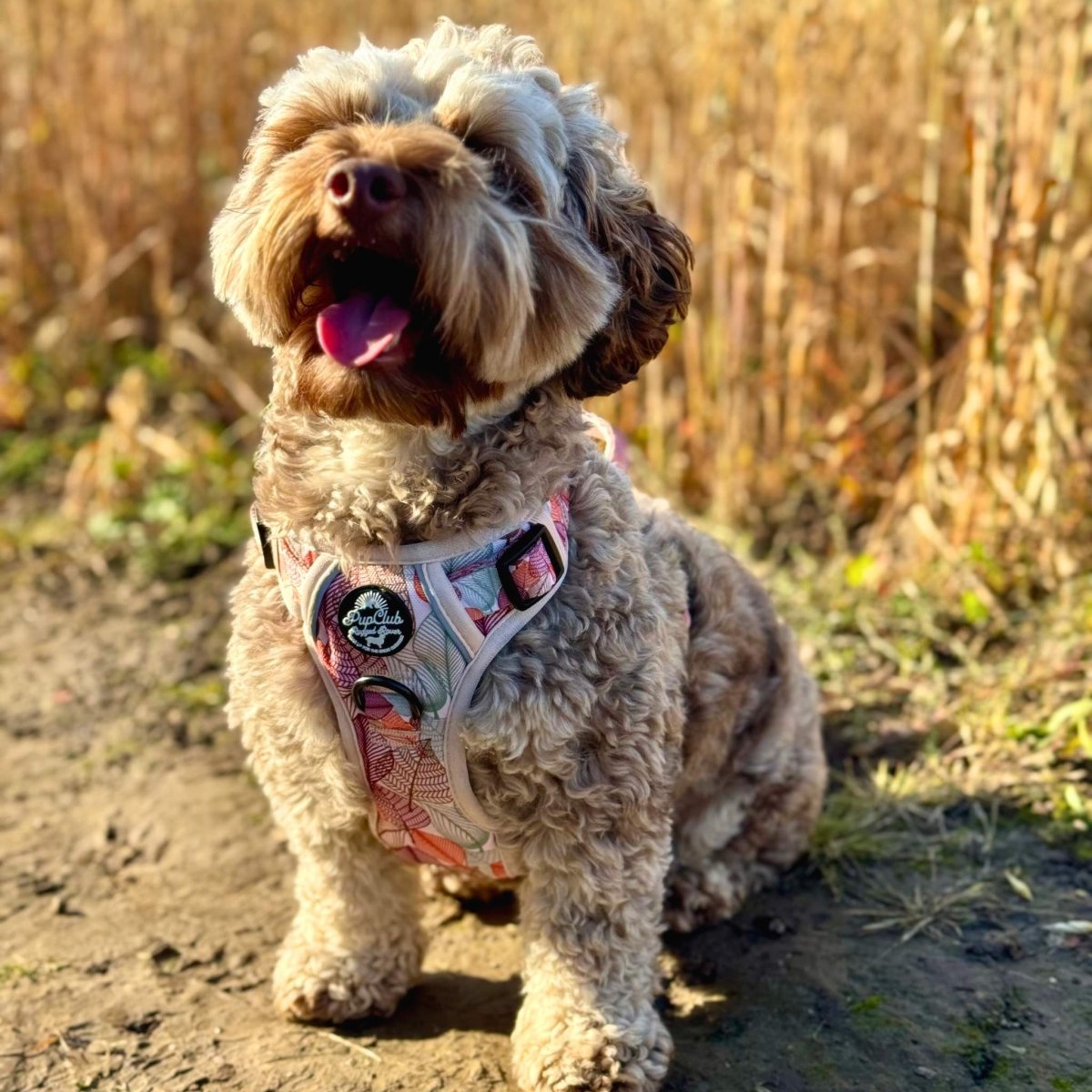 Rugged Rover™ Harness - Autumn Breeze PupClub Couture