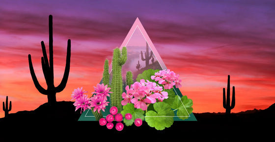 San Ignacio Lagoon Fragrance Oil Lords Fragrance House