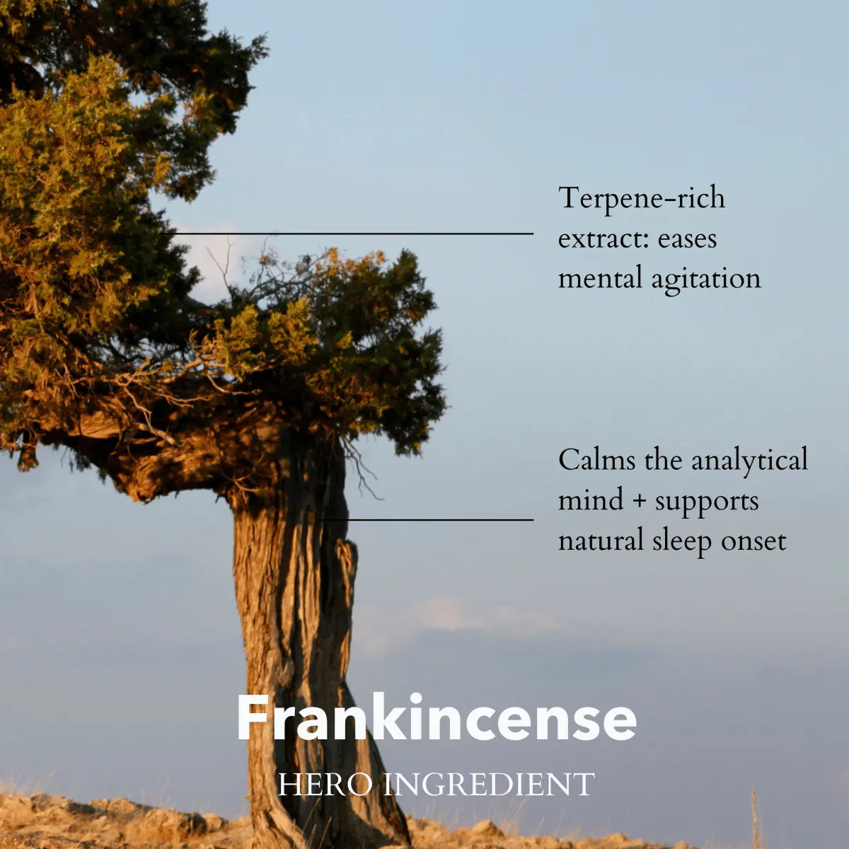 The Little Gift of Good Sleep - Frankincense anatomē