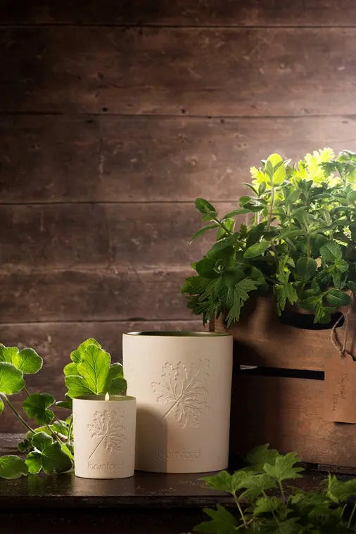 Tomentosum Geranium Candle Bamford
