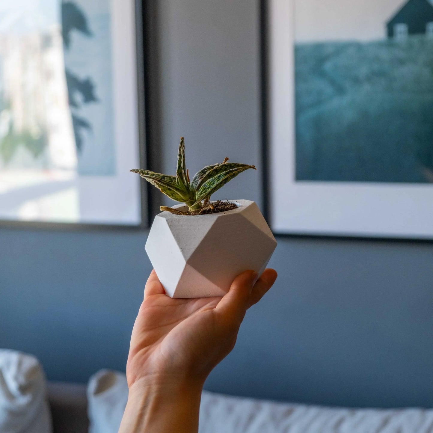 White Concrete Hexagonal Pot Gloria Home