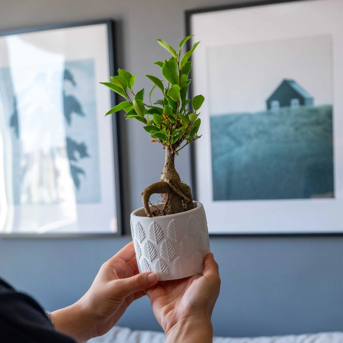 White Concrete Ivy And Green Concrete Gloria Home