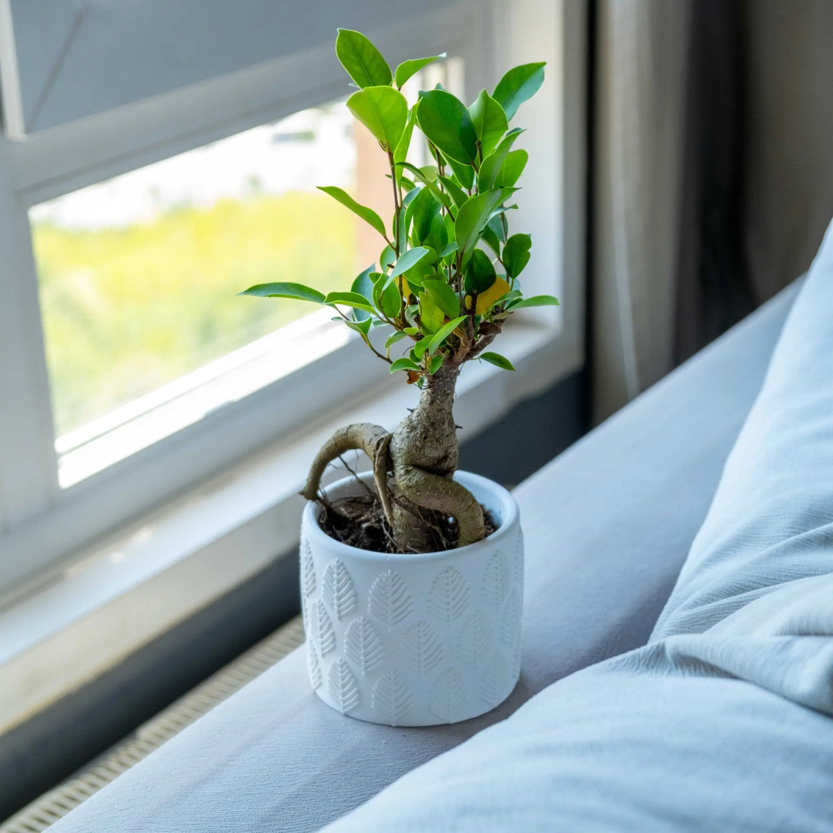 White Concrete Ivy And Green Concrete Gloria Home