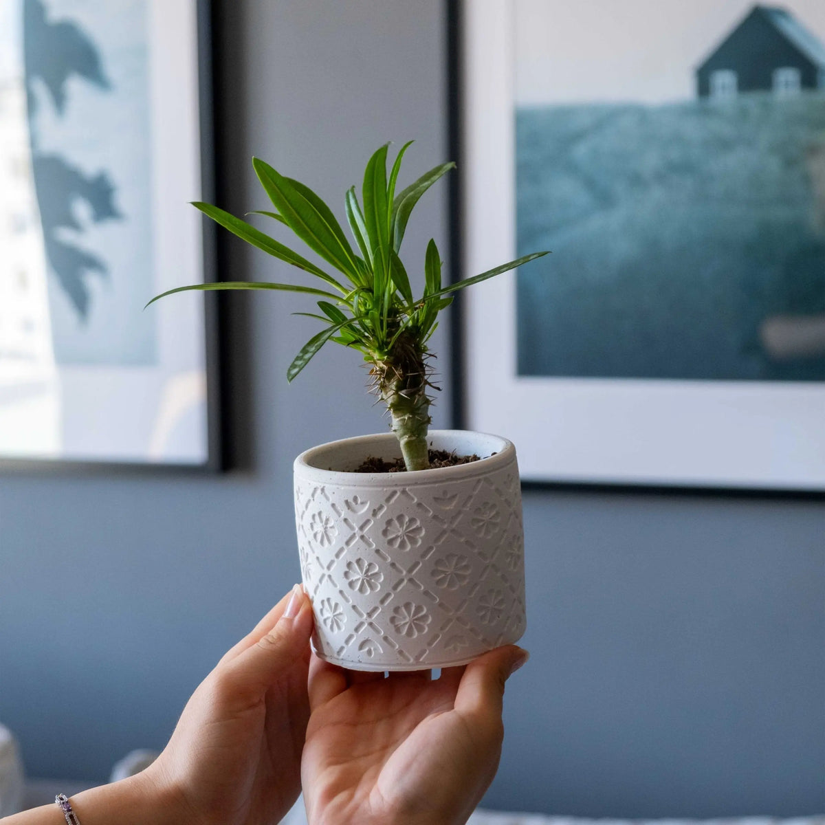White Concrete Radus Pot Gloria Home