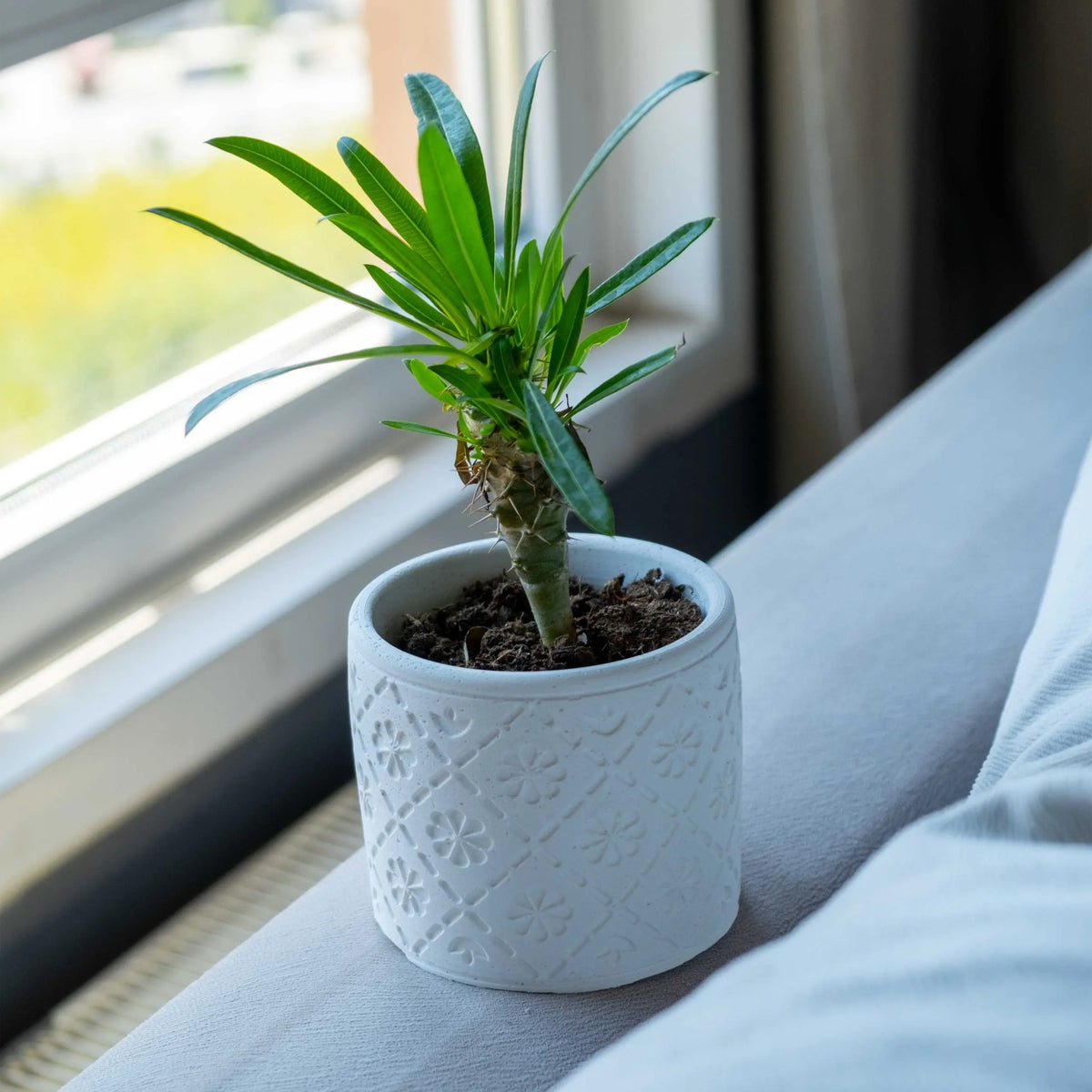 White Concrete Radus Pot Gloria Home