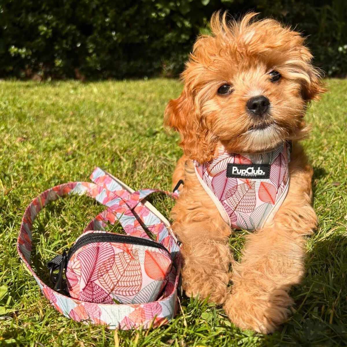 Lead - Autumn Breeze PupClub Couture