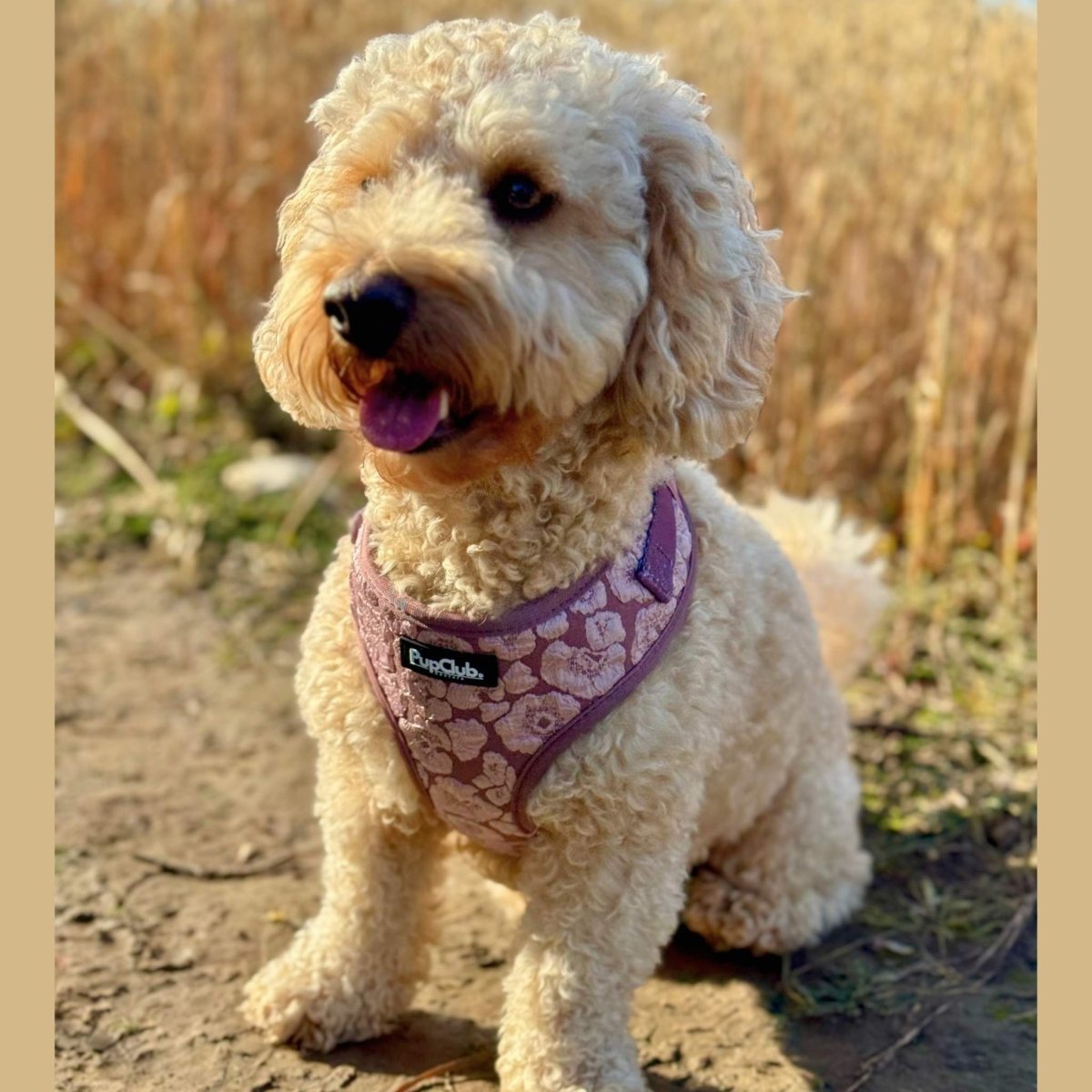 Luxe Adjustable Harness - Mocha Petals PupClub Couture