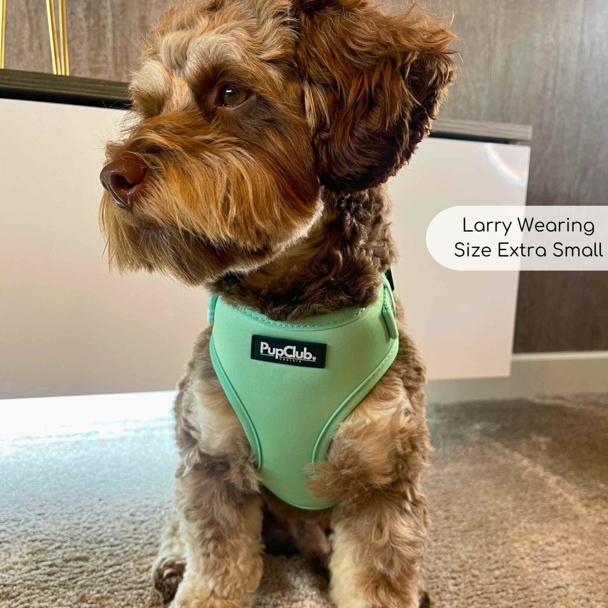 Adjustable Harness - Pastel Mint Green PupClub Couture