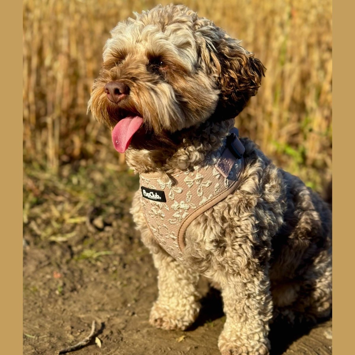 Luxe Adjustable Harness - Toffee Latte Petals PupClub Couture