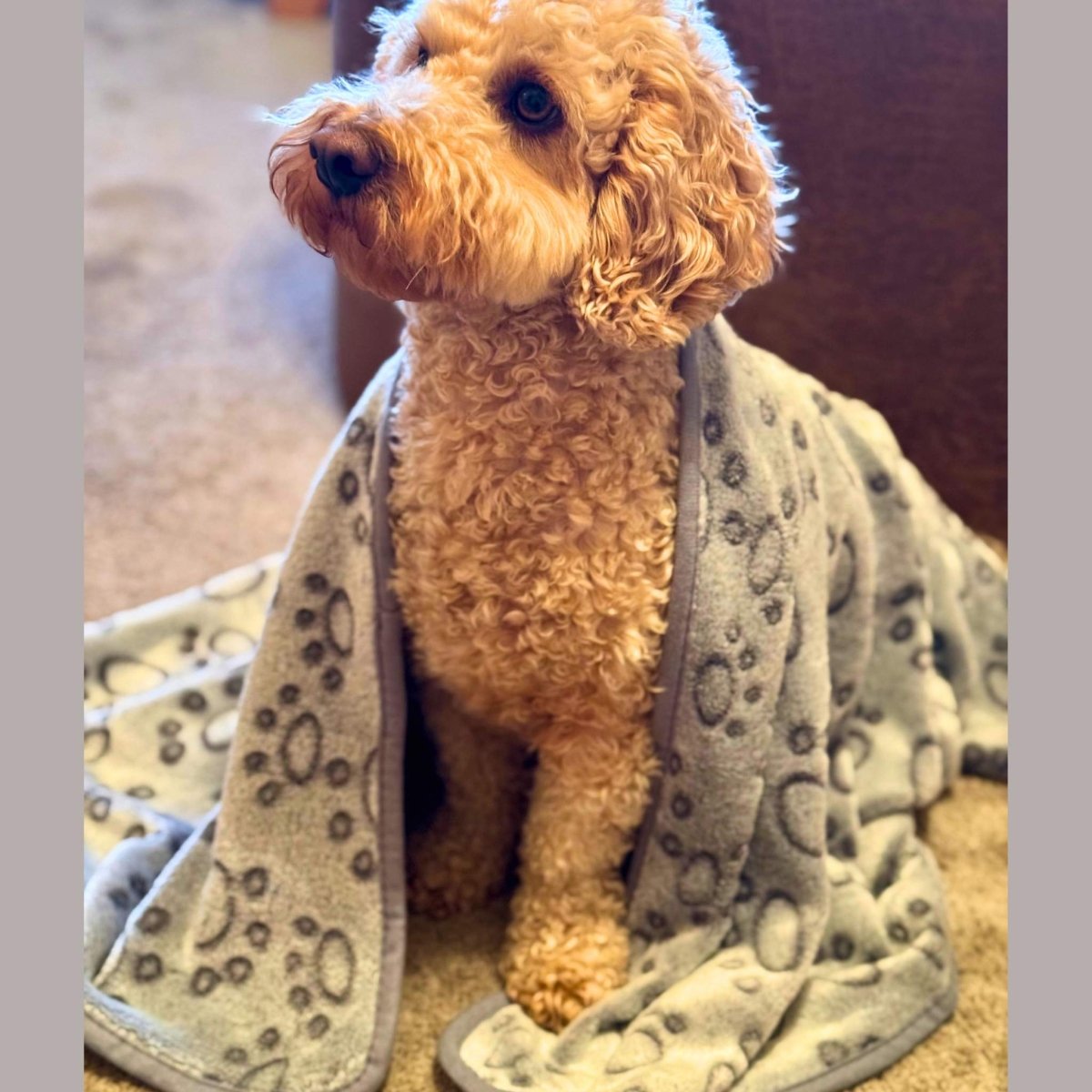 Dog Blanket - Grey Paws PupClub Couture